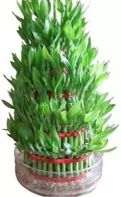 PRIYATHAMS Good luck, LUCKY BAMBOO PLANT Seed  (55 per packet)