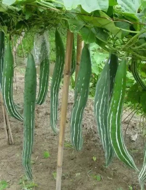 Chalisa Snake Gourd Seed  (58 per packet)