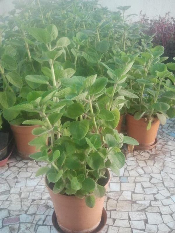Platon Ajwain Plant  (Hybrid, Pack of 1)