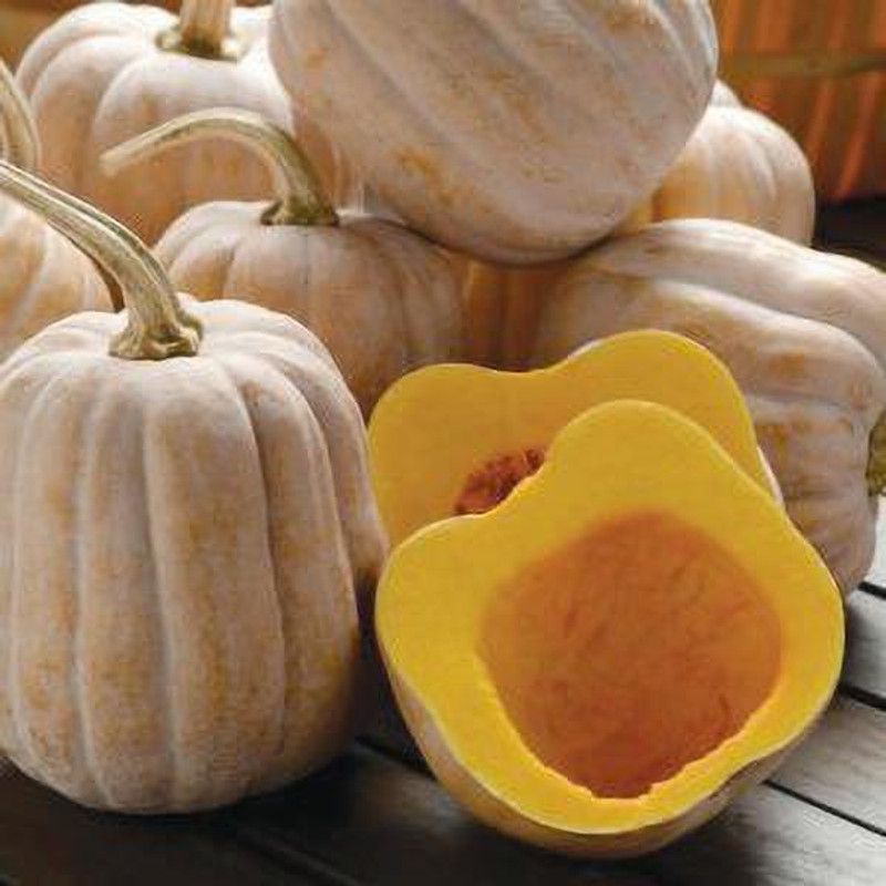 PEARL Black-Beauty-Zucchini-Summer-Squash Seed  (195 per packet)