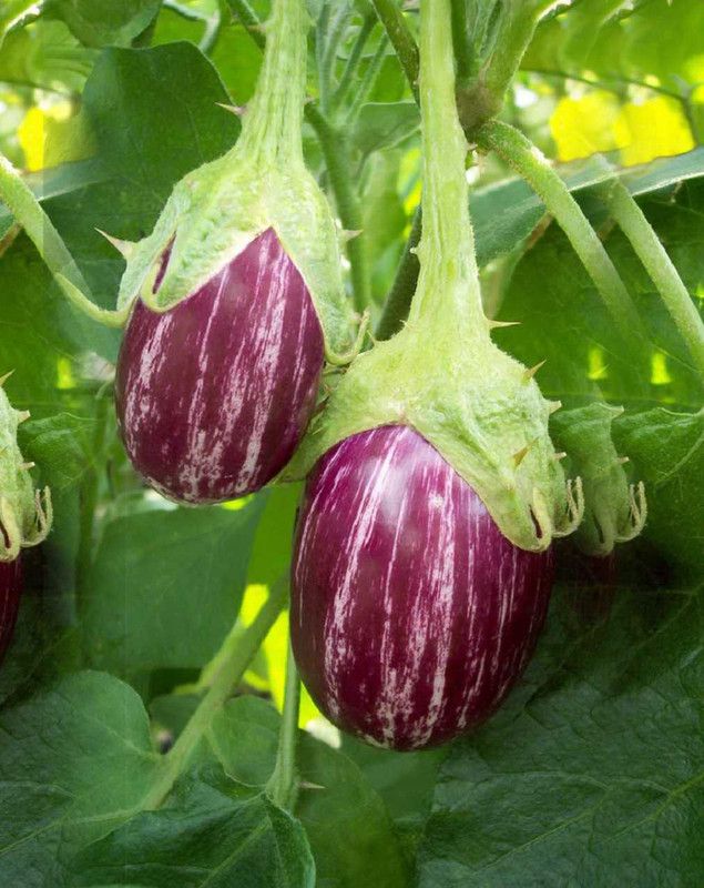 BIOBLOOMS Gardening VILOT BRINJAL Seeds 1 Pack Bio_50 Seed  (1 per packet)