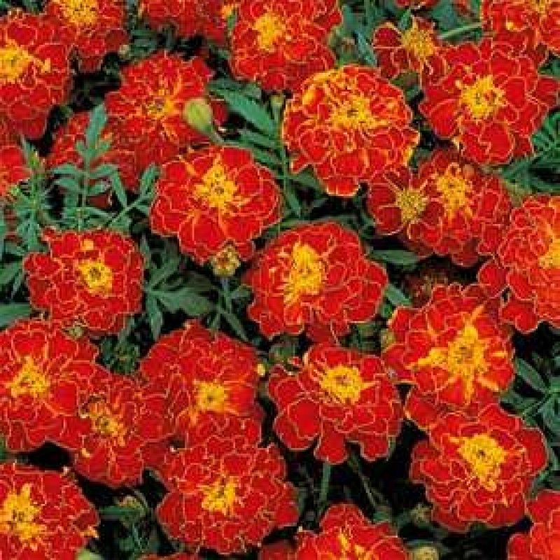 Gromax India Red Marigold Flower Seed Hybrid - Marigold Red French Flower Seed Seed  (40 per packet)