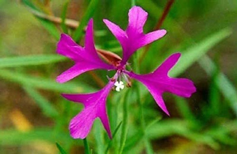 CYBEXIS Clarkia pulchella - Deerhorn Clarkia Seed  (50 per packet)