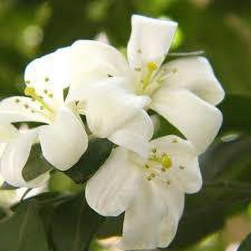 Starlink Madhu Kamini Plant  (Pack of 1)