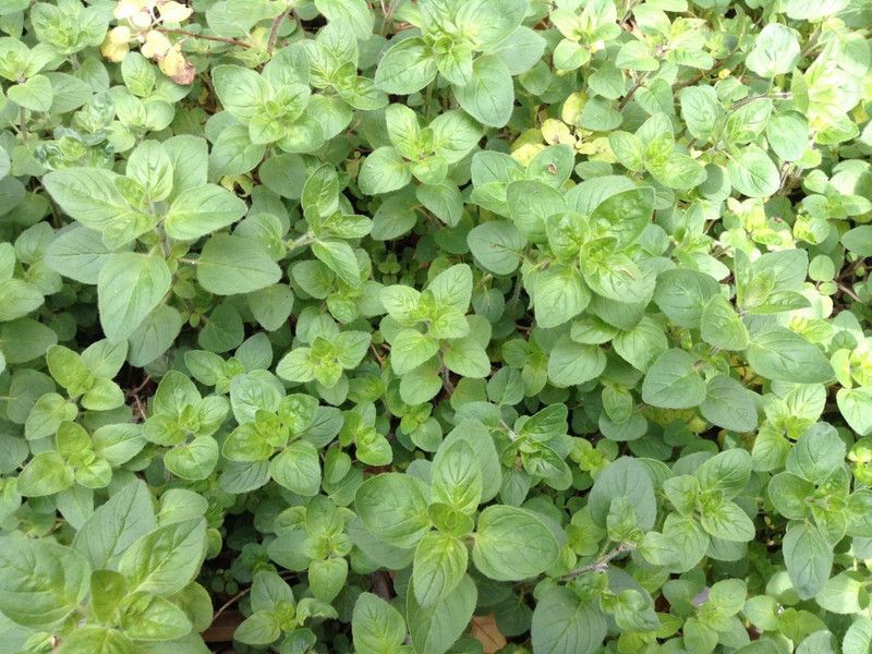 XOLDA Organic oregano herb Seed  (20 per packet)