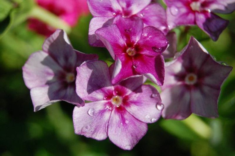 Mozette Exotic phlox Seed  (31 per packet)