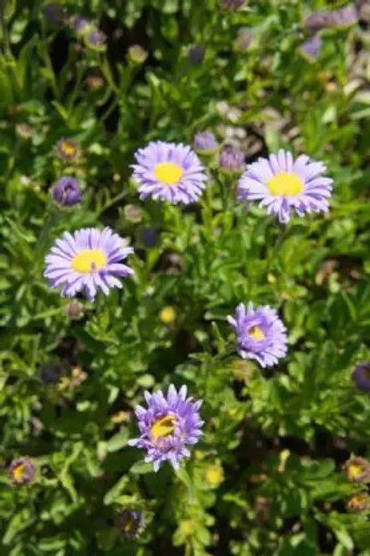 Aro Swan River Daisy Seed  (100 per packet)