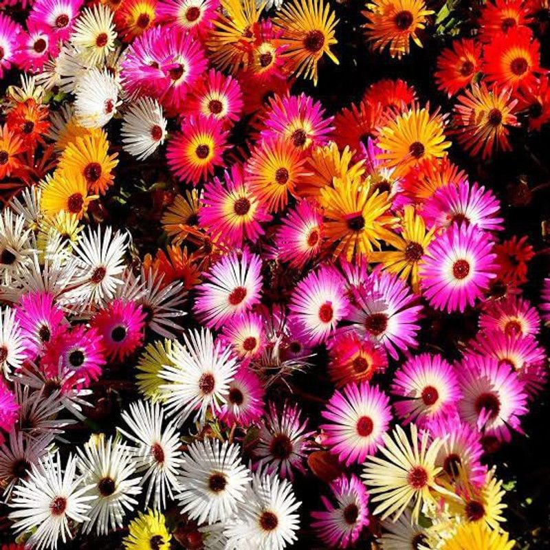 KANAYA Ice Plant Flower Seed  (60 per packet)