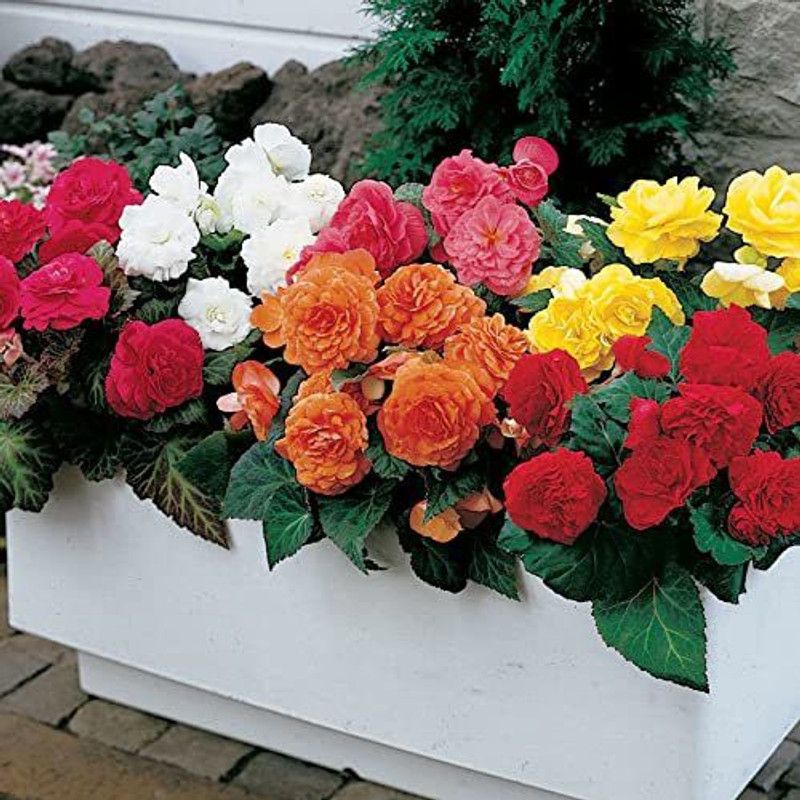 CYBEXIS Begonia Mix flower Seeds Seed  (25 per packet)