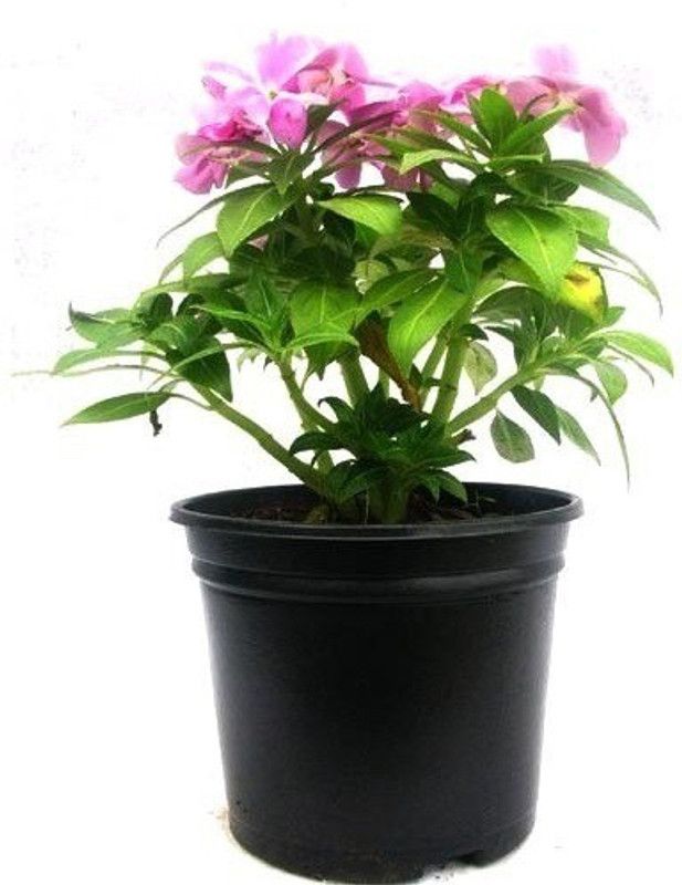 CYBEXIS Balsam Tom Thumb Mix GMO-Free Seeds Seed  (1 g)