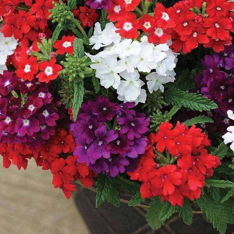 XOLDA Verbena Mixed Seed  (39 per packet)