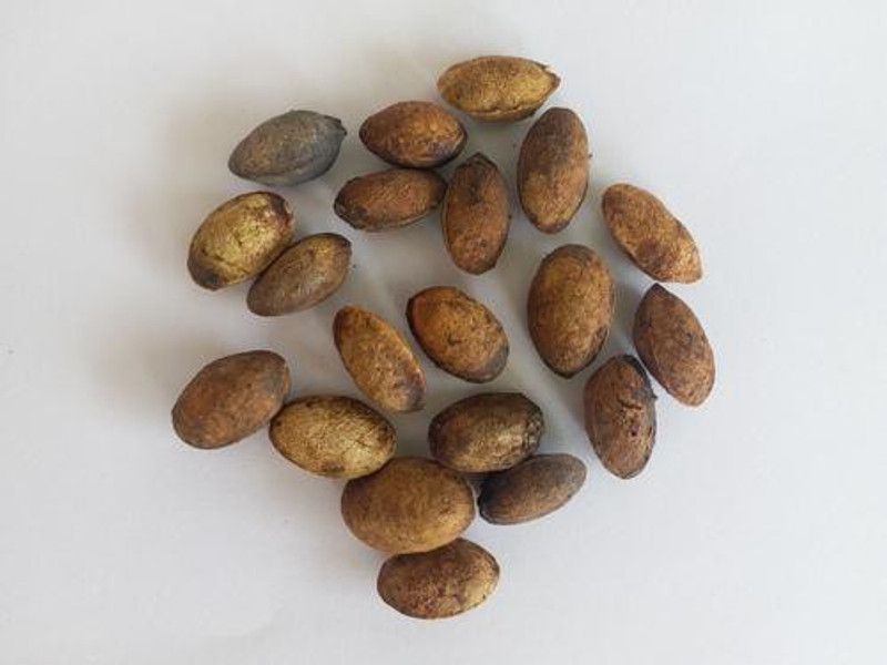 Ravel Simarouba Glauca-Lakshmi Taru Seeds Pack of 50 Seed  (50 per packet)