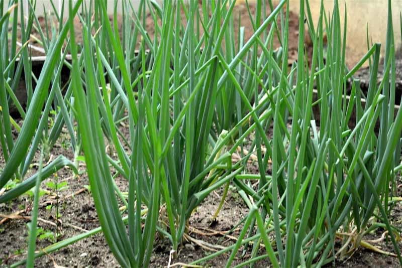 Mozette Bunching Onion Vegetable Seed  (52 per packet)