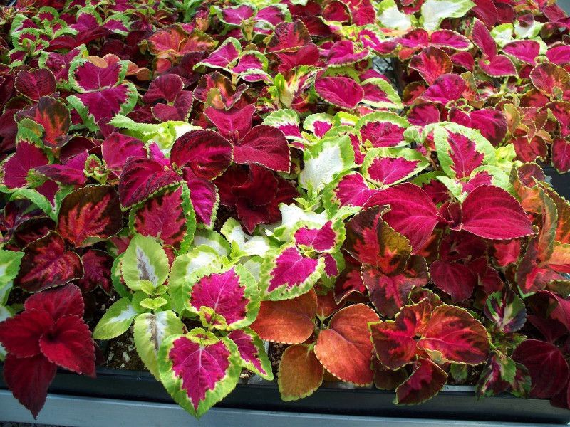 Paudha Coleus Rainbow Mix Seed  (22 per packet)