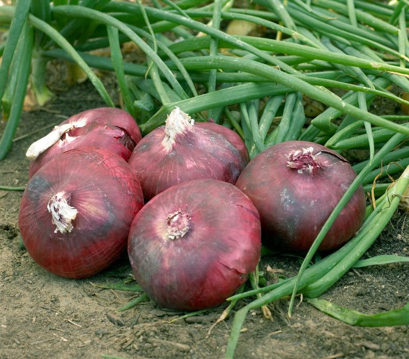 XOLDA Organic Red oniion Seed  (24 per packet)