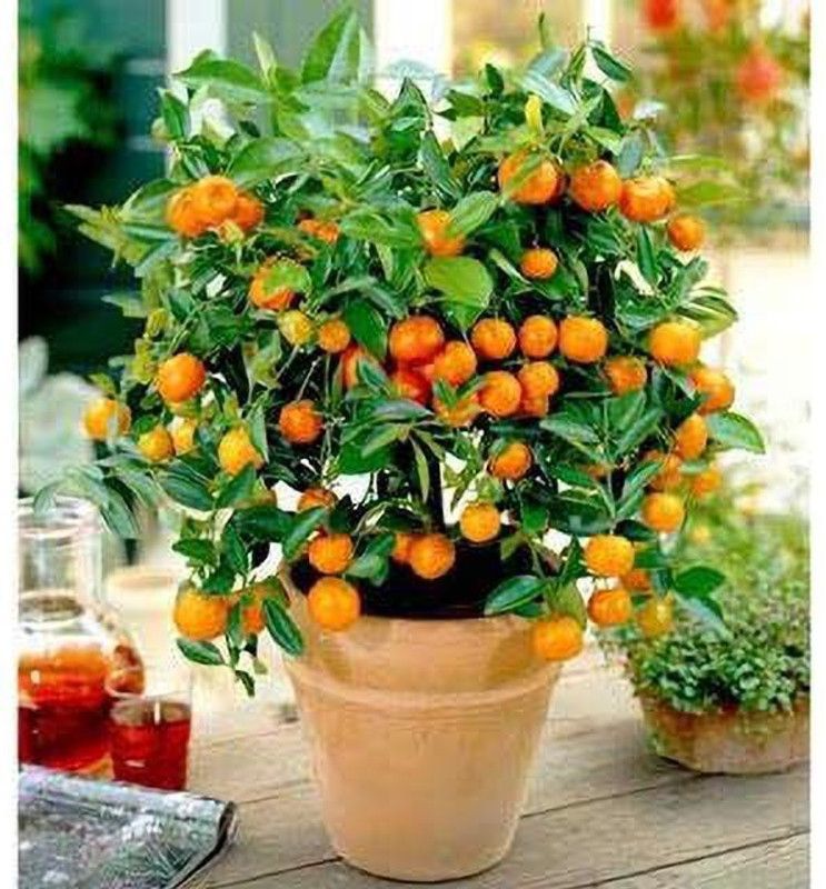 Grinian Orange Plant  (Hybrid, Pack of 1)