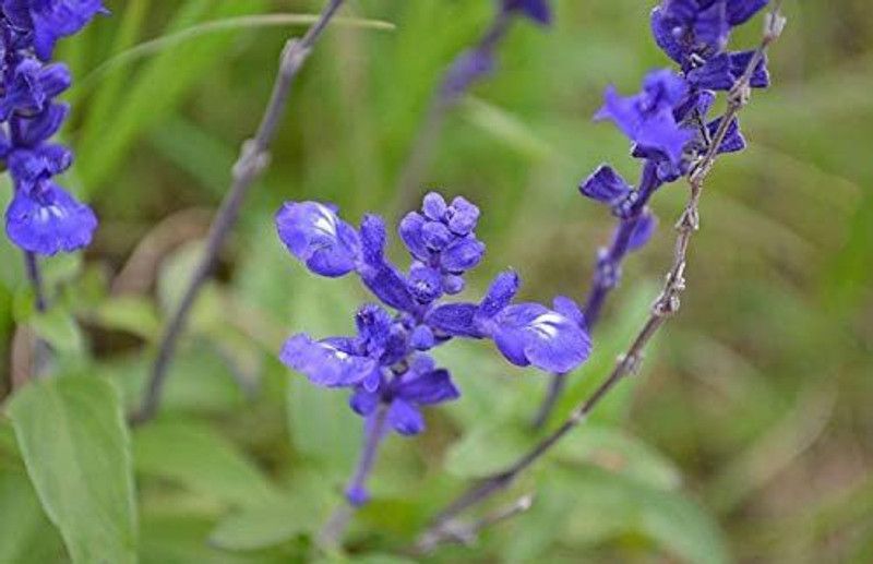 VibeX ® VLR-171 Blue Bedder Sage Salvia farinacea Seed  (200 per packet)