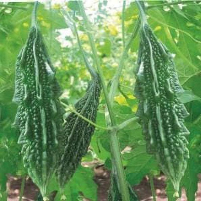 Paudha Bittergourd plant Seed  (11 per packet)