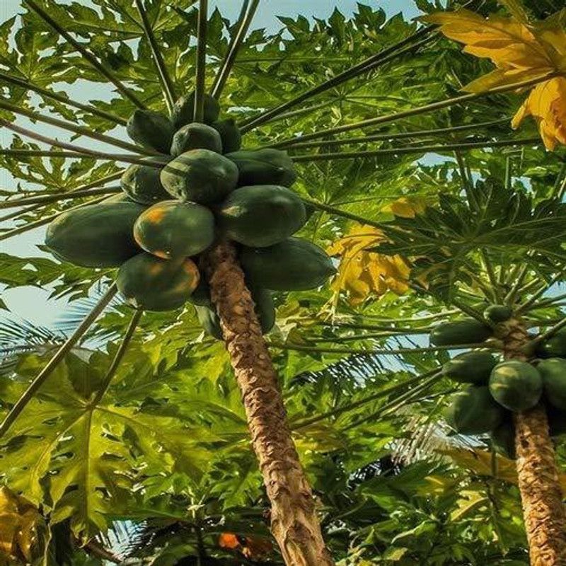 Ortel papaya SEED Seed  (100 per packet)