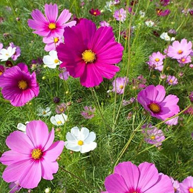 Nodoc Cosmos Seed  (46 per packet)