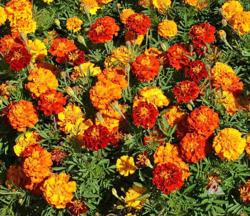 XOLDA Marigold orange Seed  (96 per packet)
