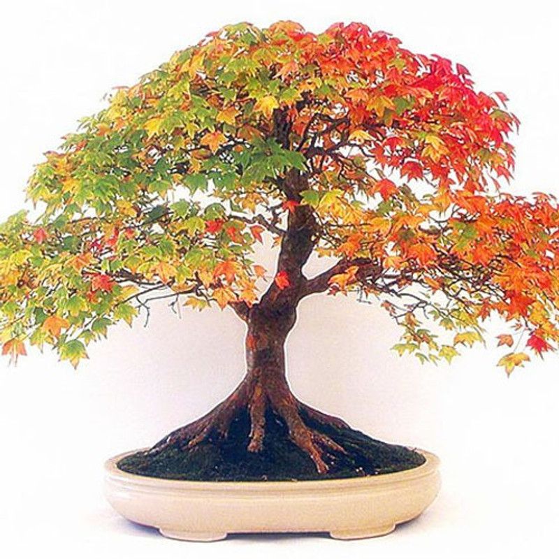 Nema Dwarf Colorful American Maple Seeds - 15 Seeds Seed  (15 per packet)
