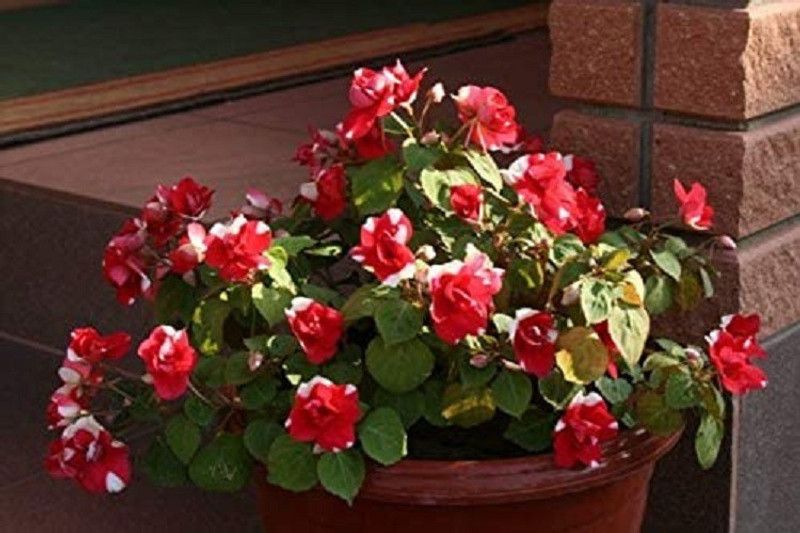 CYBEXIS Russian Balsam Flower Fairy Seed  (25 per packet)