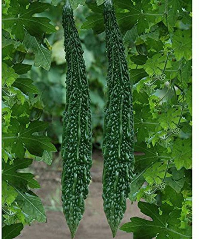 KANAYA Karela, Bitter Gourd Seed  (50 per packet)