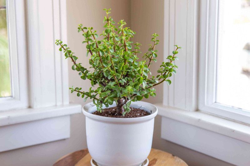 PLANTSGEEK Jade Plant  (Pack of 1)