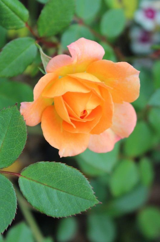 PLANTO FARM Rose Plant  (Hybrid, Pack of 1)