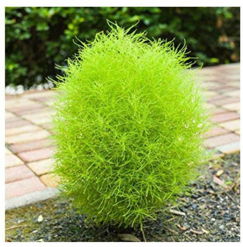 ibains Kochia seed for home garden, Home garden seeds for kochia, Best kochia seeds Seed  (70 per packet)