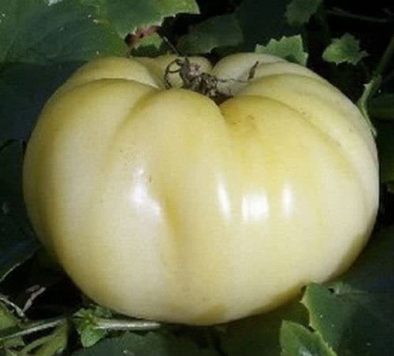 WILLVINE TLX-891 Great White Tomato Seeds Seed  (200 per packet)