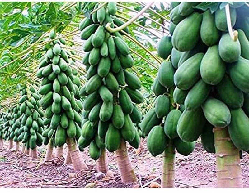 KANAYA Papaya Seed  (950 per packet)