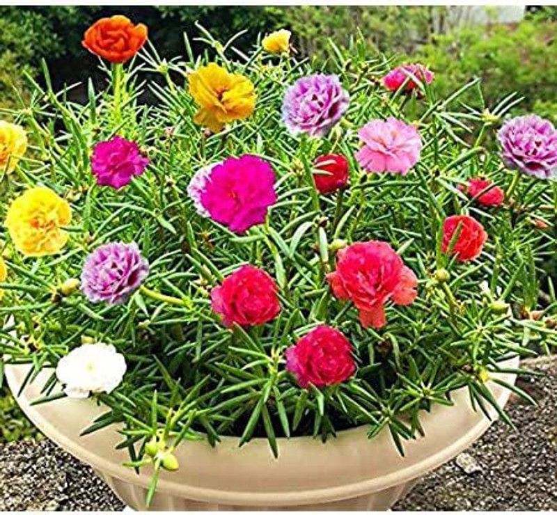 CYBEXIS Portulaca Double Mixed Color - Desi Flower Seeds Seed  (50 per packet)