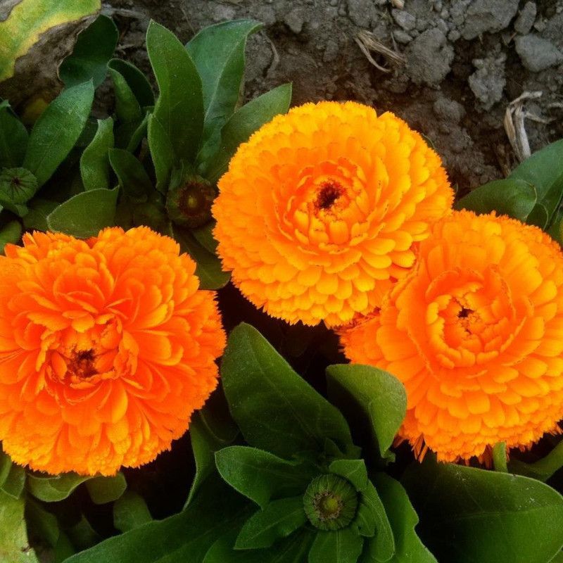 CYBEXIS Calendula Dwarf Fig Mix Seed  (50 per packet)