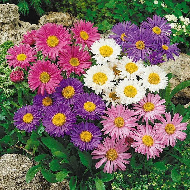 KANAYA Aster ‘Mix’ F1 Hybrid Flower Seeds for All Season Seed  (140 per packet)
