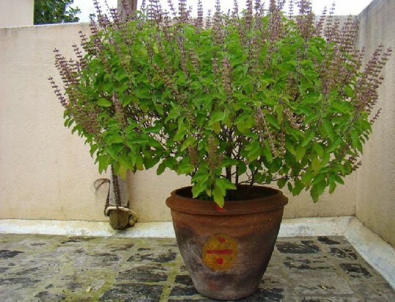 WILLVINE Sanctum Holy Basil Thulasi or Tulsi Sacred Kapoor Tulsi Seed  (1000 per packet)