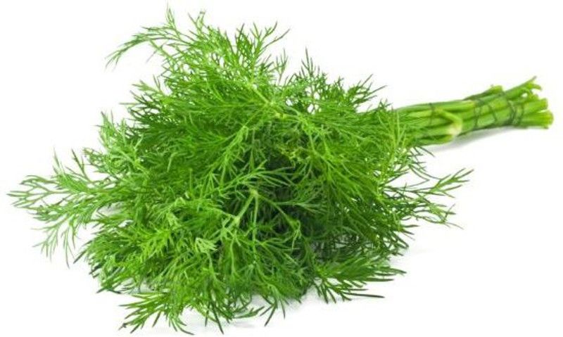 Paudha Soya Dill Seed  (31 per packet)