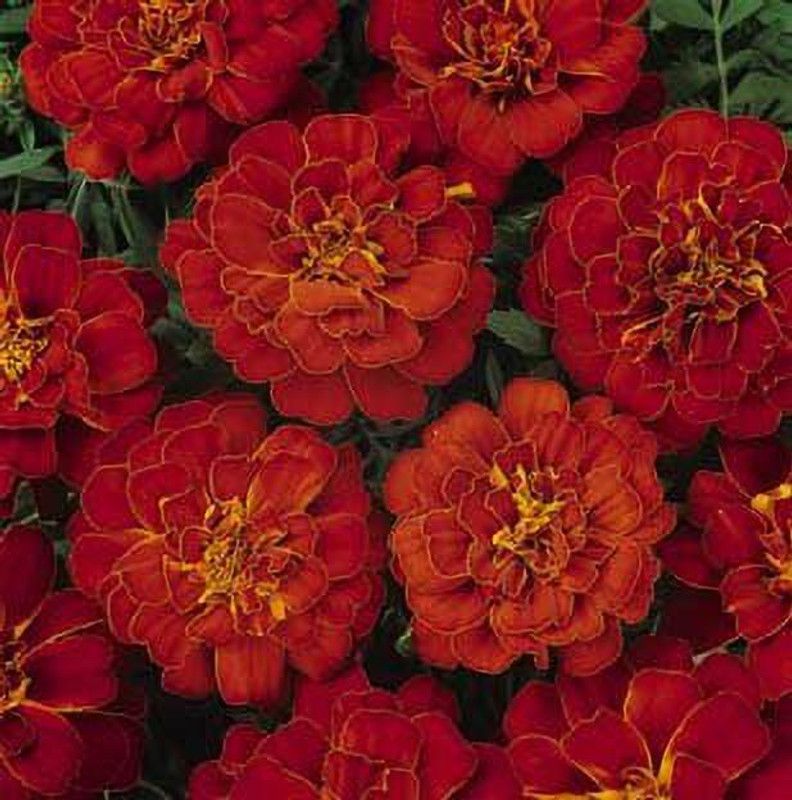 KANAYA Marigold Flower Seed  (70 per packet)