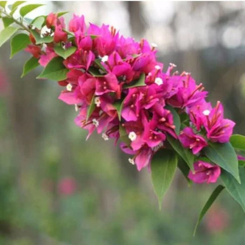 Oxygreenplant Bougainvillea Plant  (Hybrid, Pack of 1)