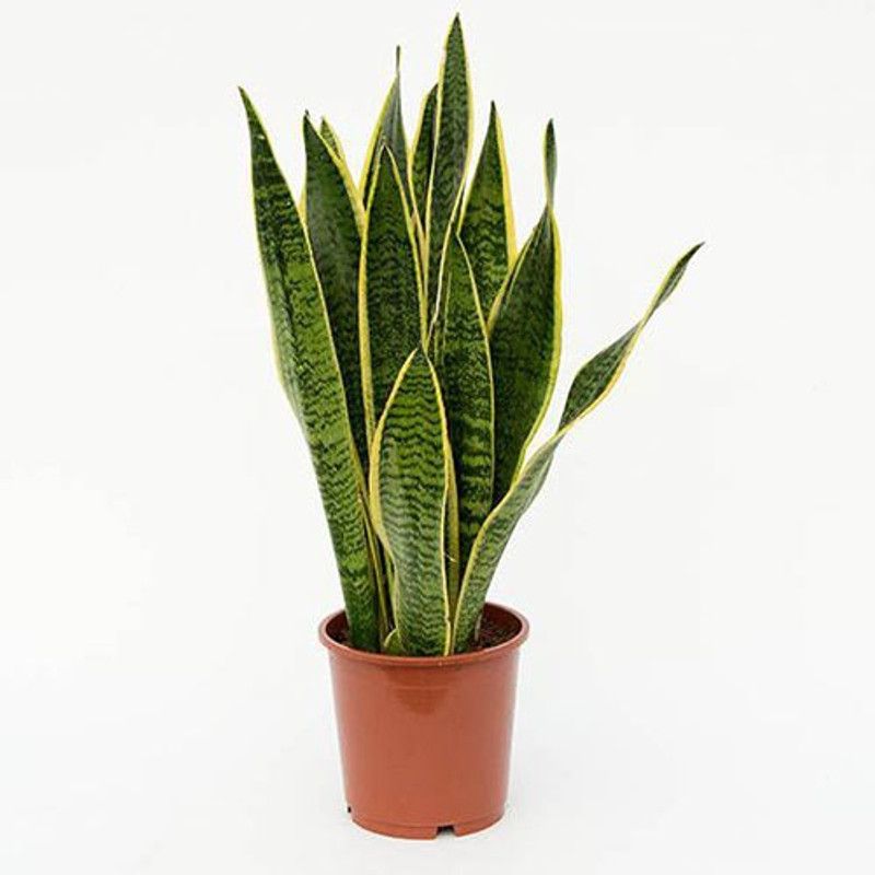 Amazing Gurden Snake Plant  (Hybrid, Pack of 1)