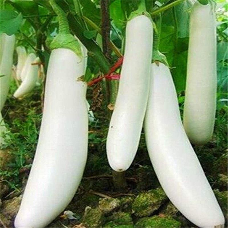 MKR Enterprises Bengan Seed  (100 per packet)