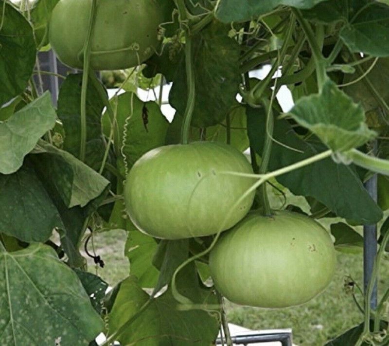 UGRA Bangladeshi Hazari Hybrid Round Bottle Seed  (100 per packet)