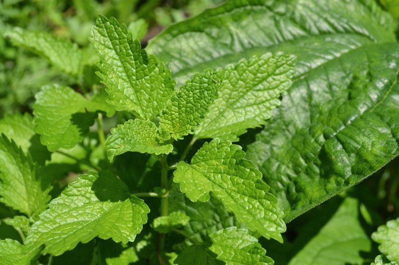 XOLDA Organic lemon balm herb Seed  (45 per packet)