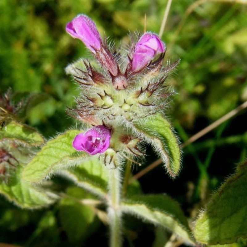 WILLVINE Wild Basil Seeds (Clinopodium vulgare)Rare Medicinal Herb Seeds Seed  (500 per packet)
