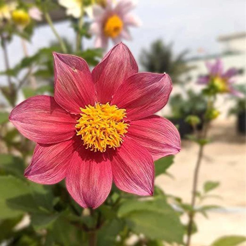 KANAYA Dahlia Mix Color Flower Seed  (30 per packet)