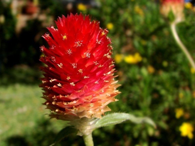 XOLDA Gomphrena Red Hybrid Seed  (45 per packet)