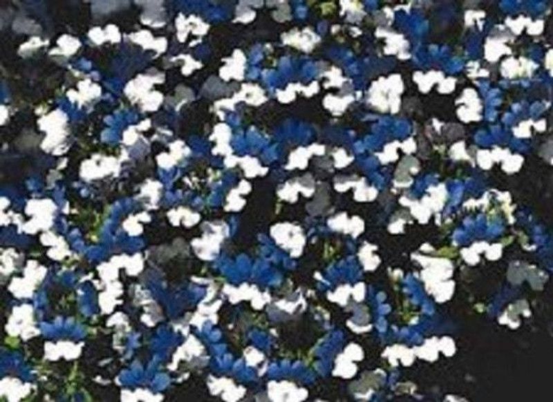 XOLDA Nemesia red and white Seed  (49 per packet)