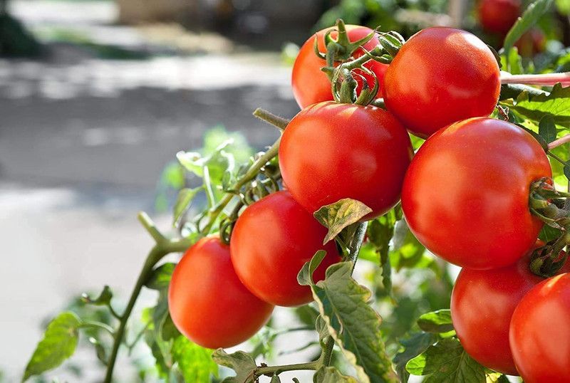 dpays Tamatar Seed  (150 per packet)