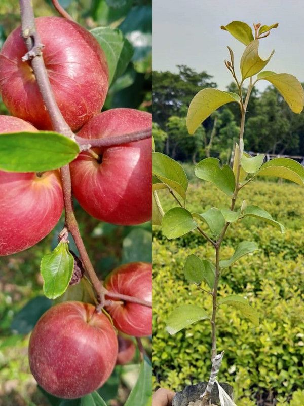 Cloud Farm Ber Apple Plant  (Hybrid, Pack of 1)